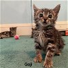 adoptable Cat in , NJ named Goji KITTEN