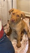 adoptable Dog in rockaway, NJ named Brock Dixon