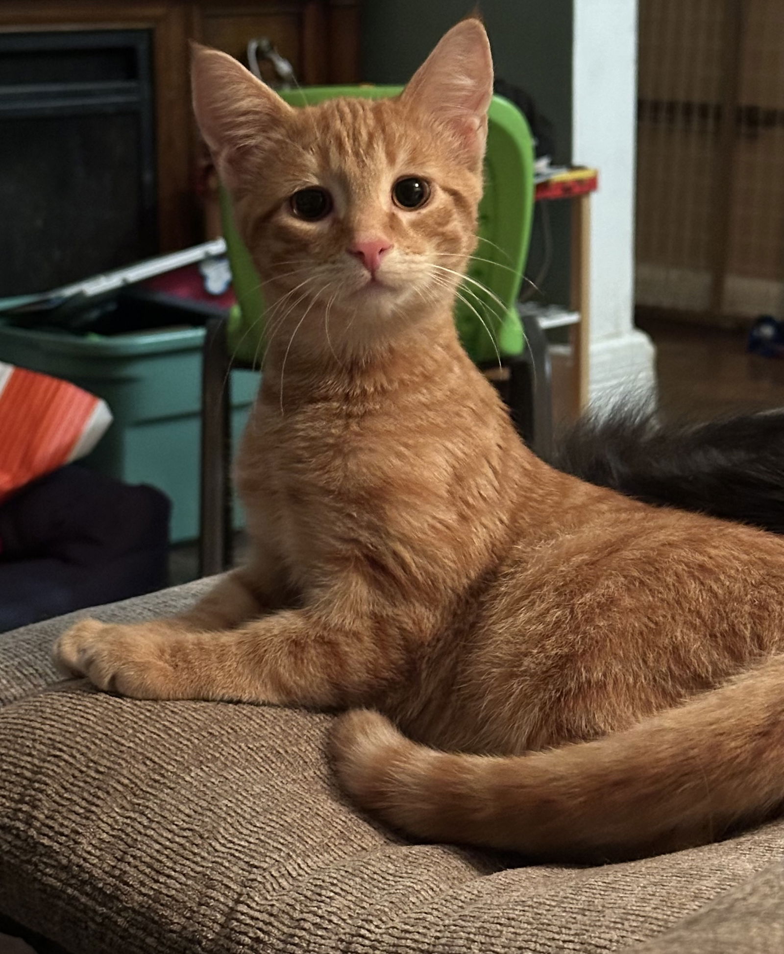 adoptable Cat in Rockaway, NJ named Pumpkin KITTEN