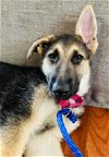 adoptable Dog in , NJ named Greta NJ