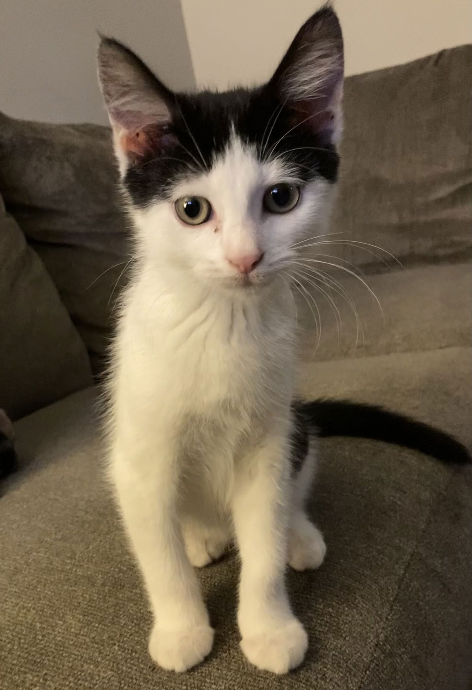 adoptable Cat in Rockaway, NJ named Newton KITTEN