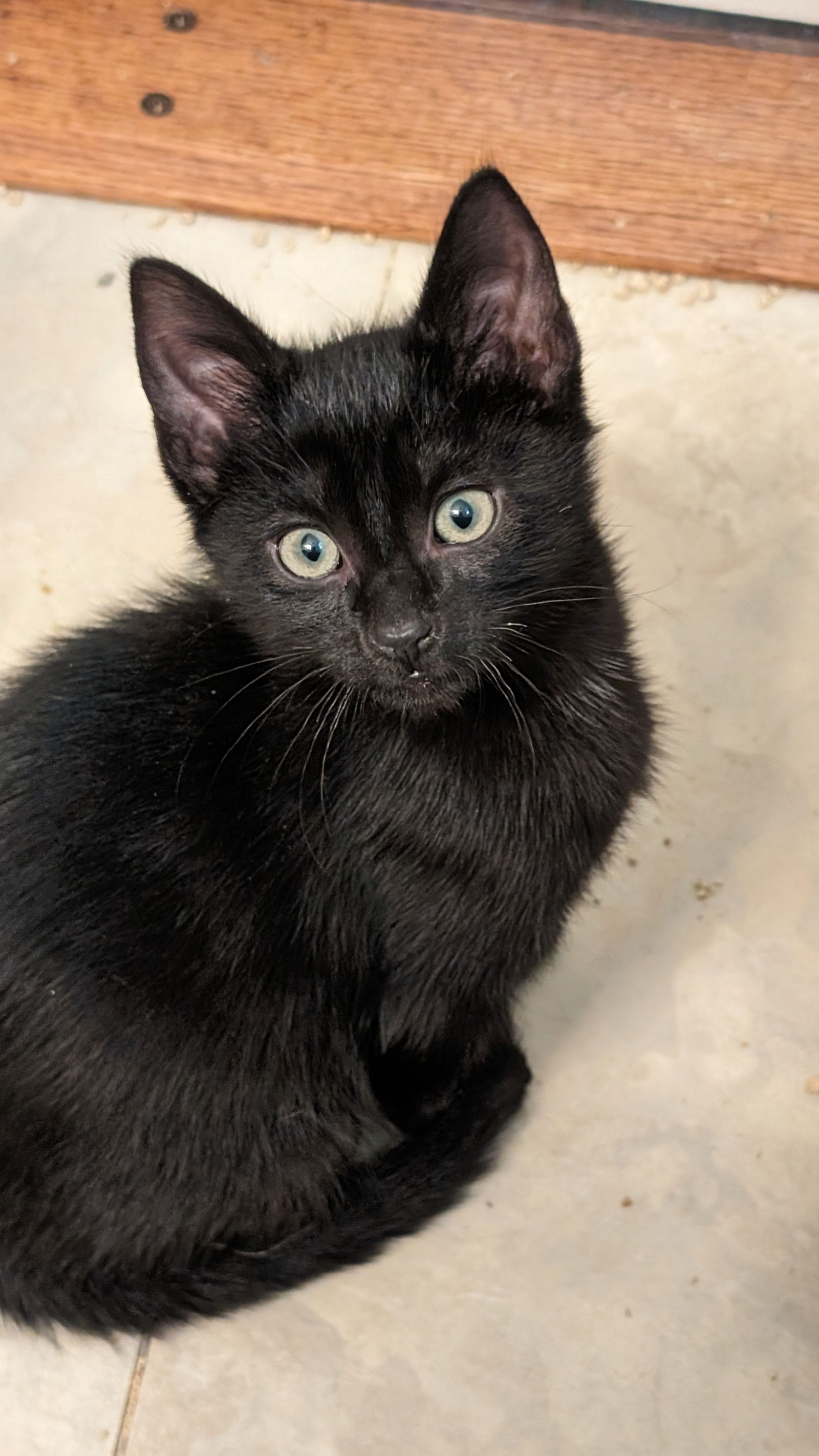 adoptable Cat in Rockaway, NJ named Cillian KITTEN