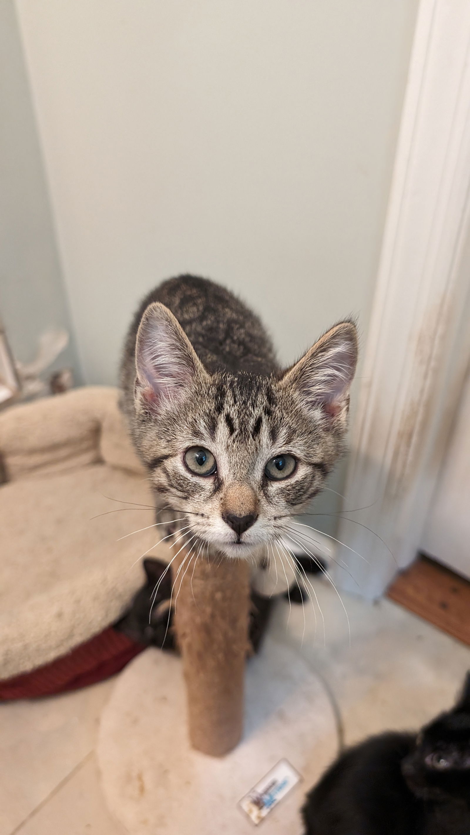 adoptable Cat in Rockaway, NJ named Matty KITTEN