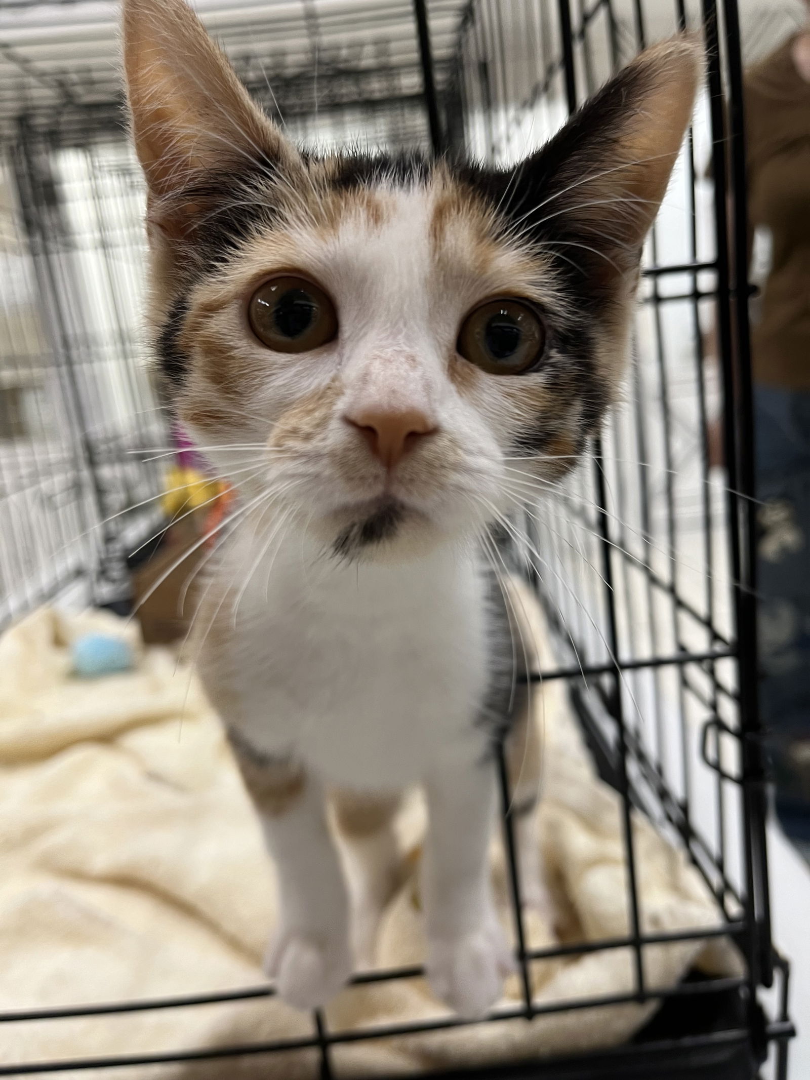 adoptable Cat in Rockaway, NJ named Jenny KITTEN