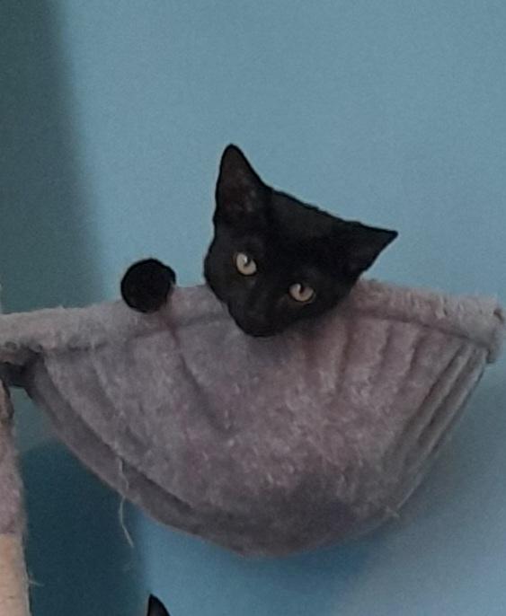 adoptable Cat in Rockaway, NJ named Lark's Raven KITTEN