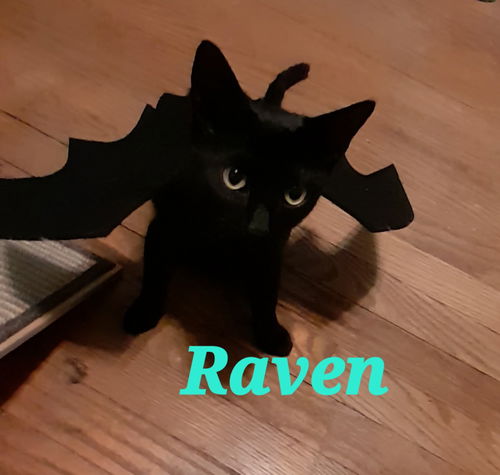 Lark's Raven KITTEN