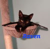 Lark's Raven KITTEN