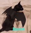 Lark's Raven KITTEN