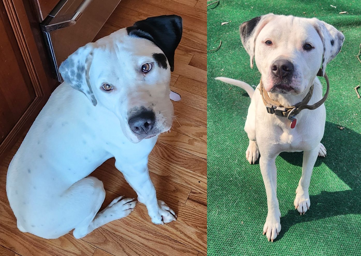 adoptable Dog in Randolph, NJ named XP Chase & Hunter - Bergen County