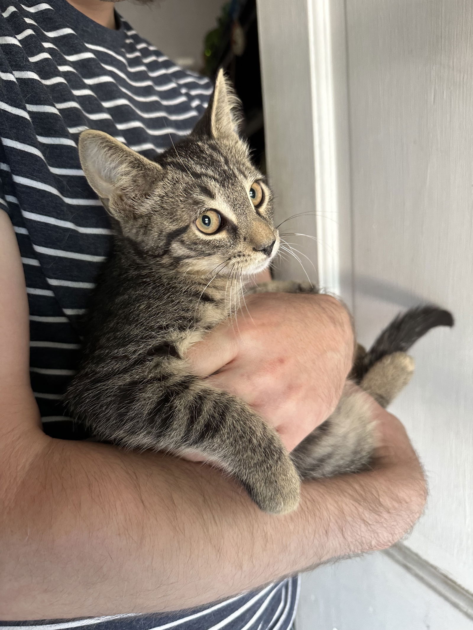 adoptable Cat in Rockaway, NJ named Croissant's Strudel KITTEN