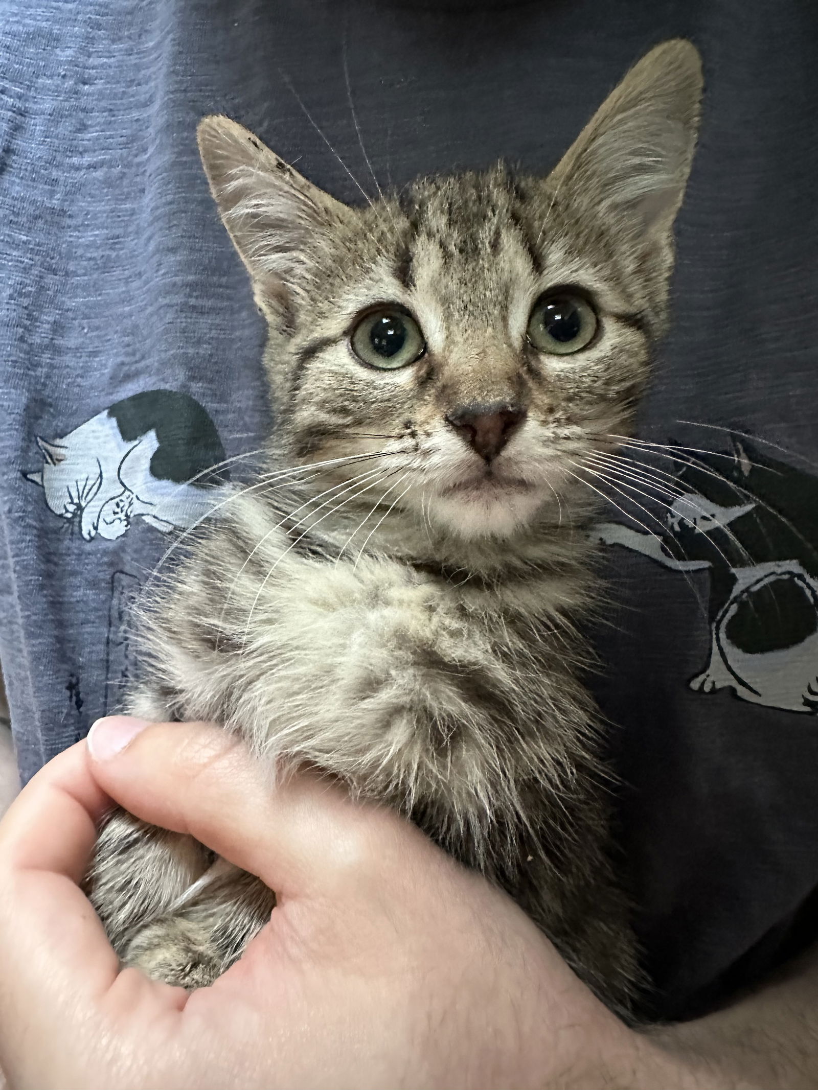 adoptable Cat in Rockaway, NJ named Croissant's Cheesecake KITTEN