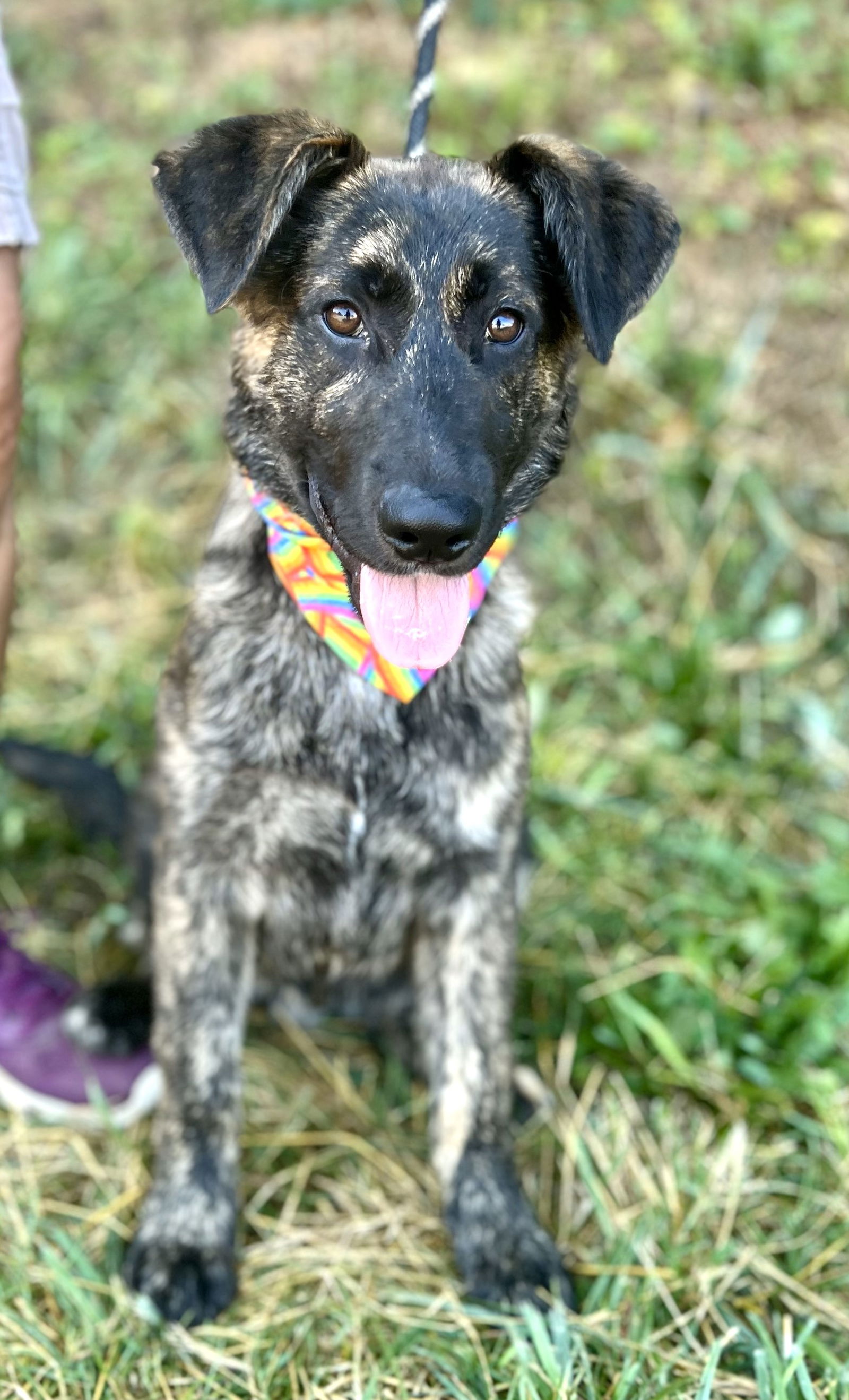 Dog for Adoption - Ozzy SCAS, a German Shepherd Dog in Piscataway, NJ ...