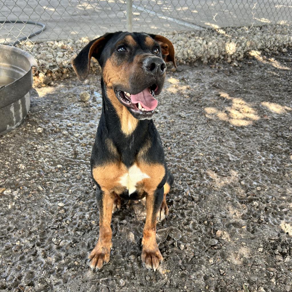 adoptable Dog in Rockaway, NJ named Gus GCH