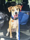 adoptable Dog in Rockaway, NJ named Caddo Lonestar