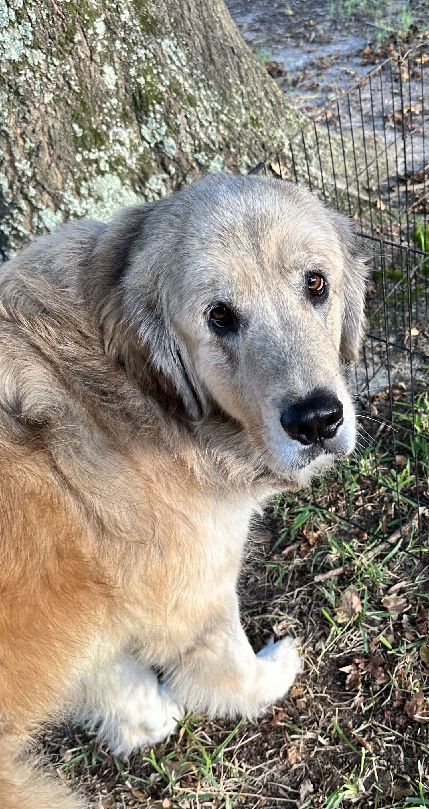 adoptable Dog in Rockaway, NJ named Sky Lonestar