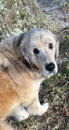 adoptable Dog in  named Sky Lonestar