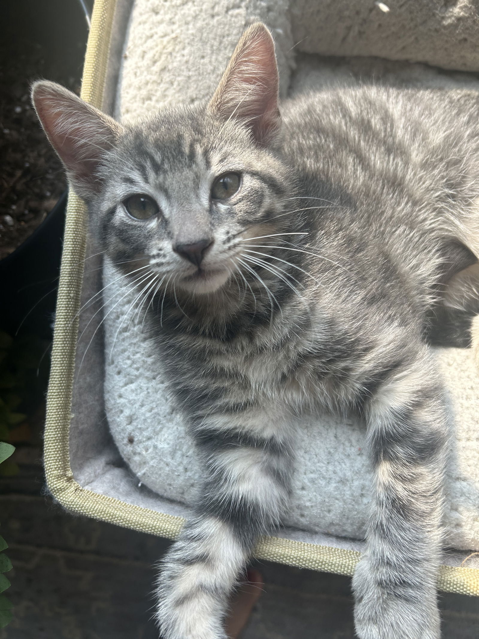 adoptable Cat in Rockaway, NJ named Orion KITTEN