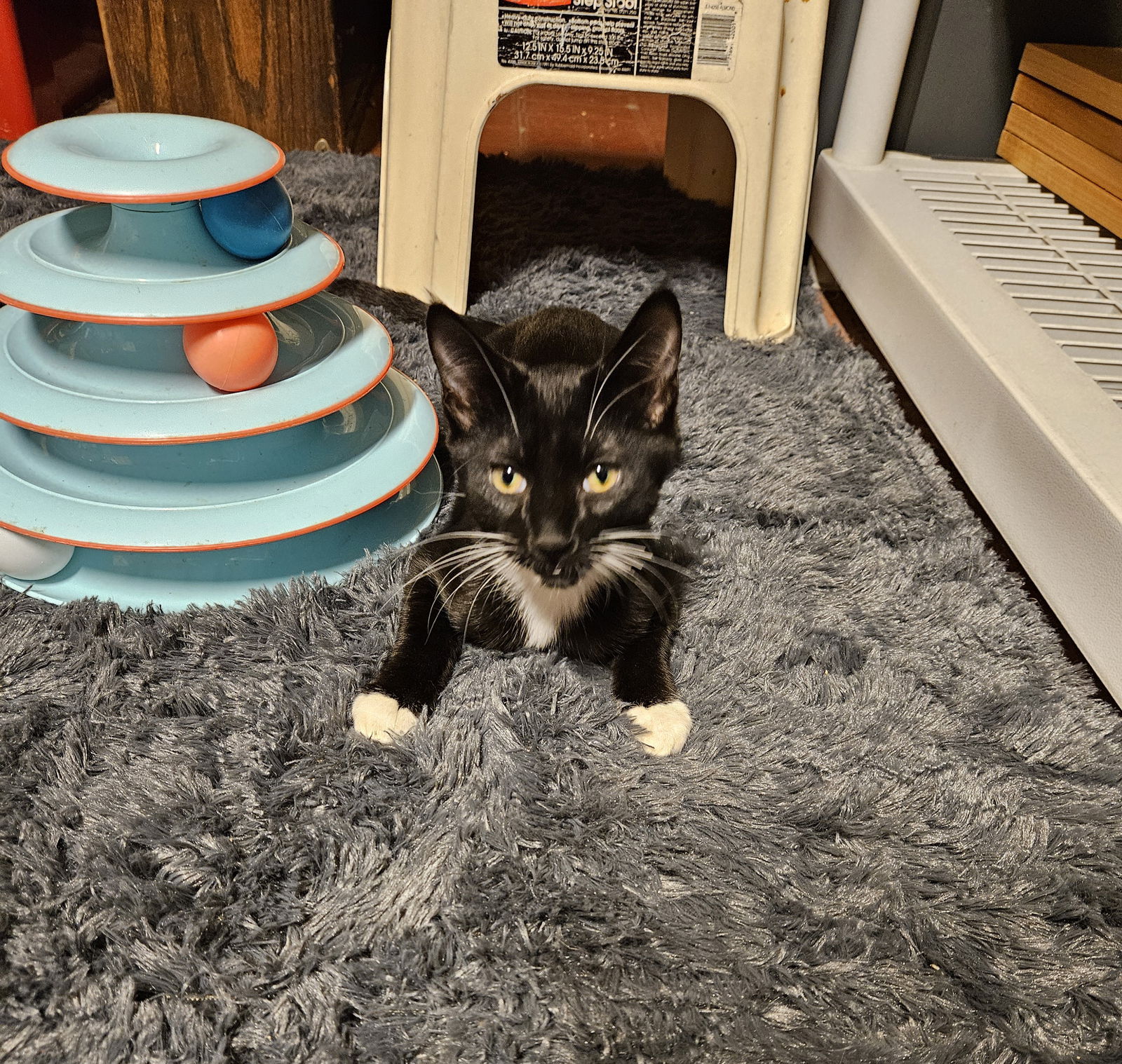 adoptable Cat in Rockaway, NJ named Inky KITTEN