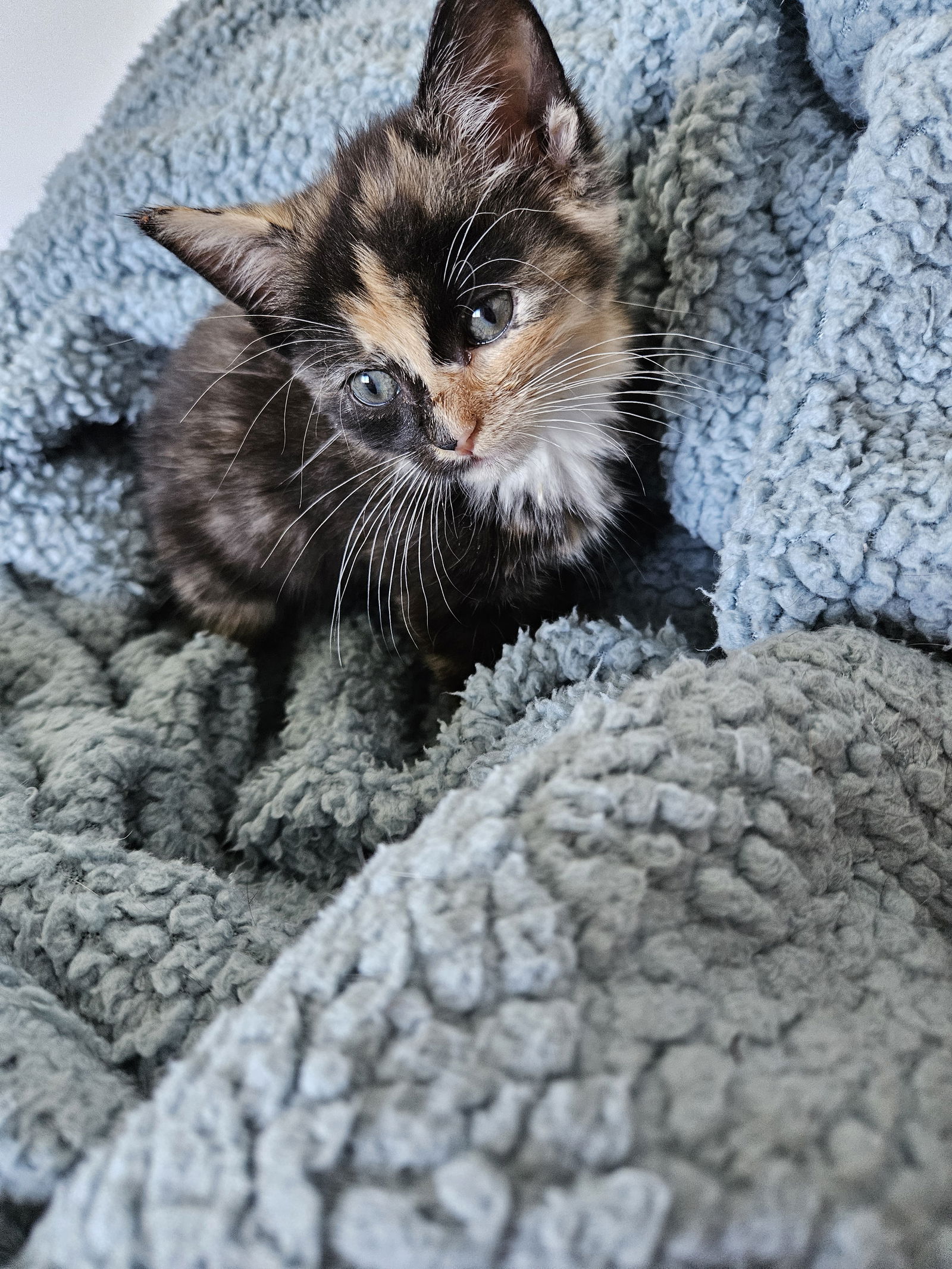 adoptable Cat in Rockaway, NJ named Chili's Nutmeg KITTEN