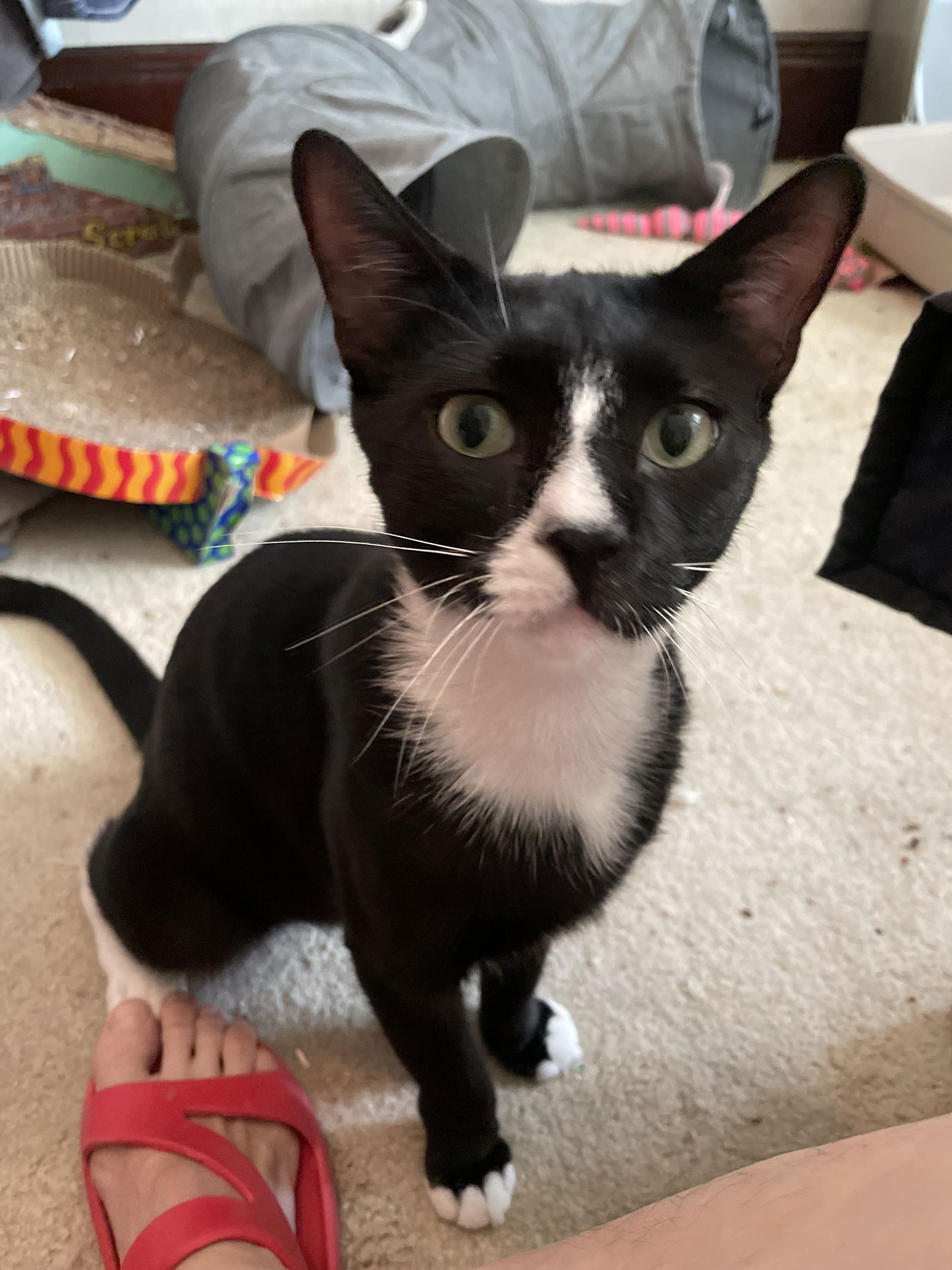 adoptable Cat in Rockaway, NJ named Irvin