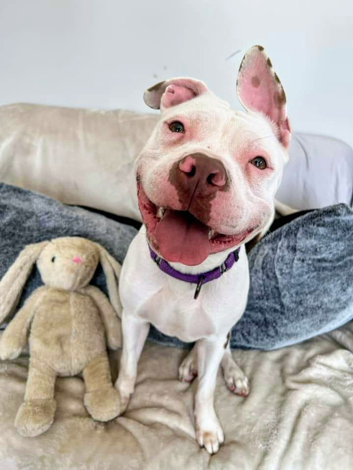 adoptable Dog in Rockaway, NJ named Penny Lizman