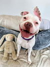 adoptable Dog in Rockaway, NJ named Penny Lizman