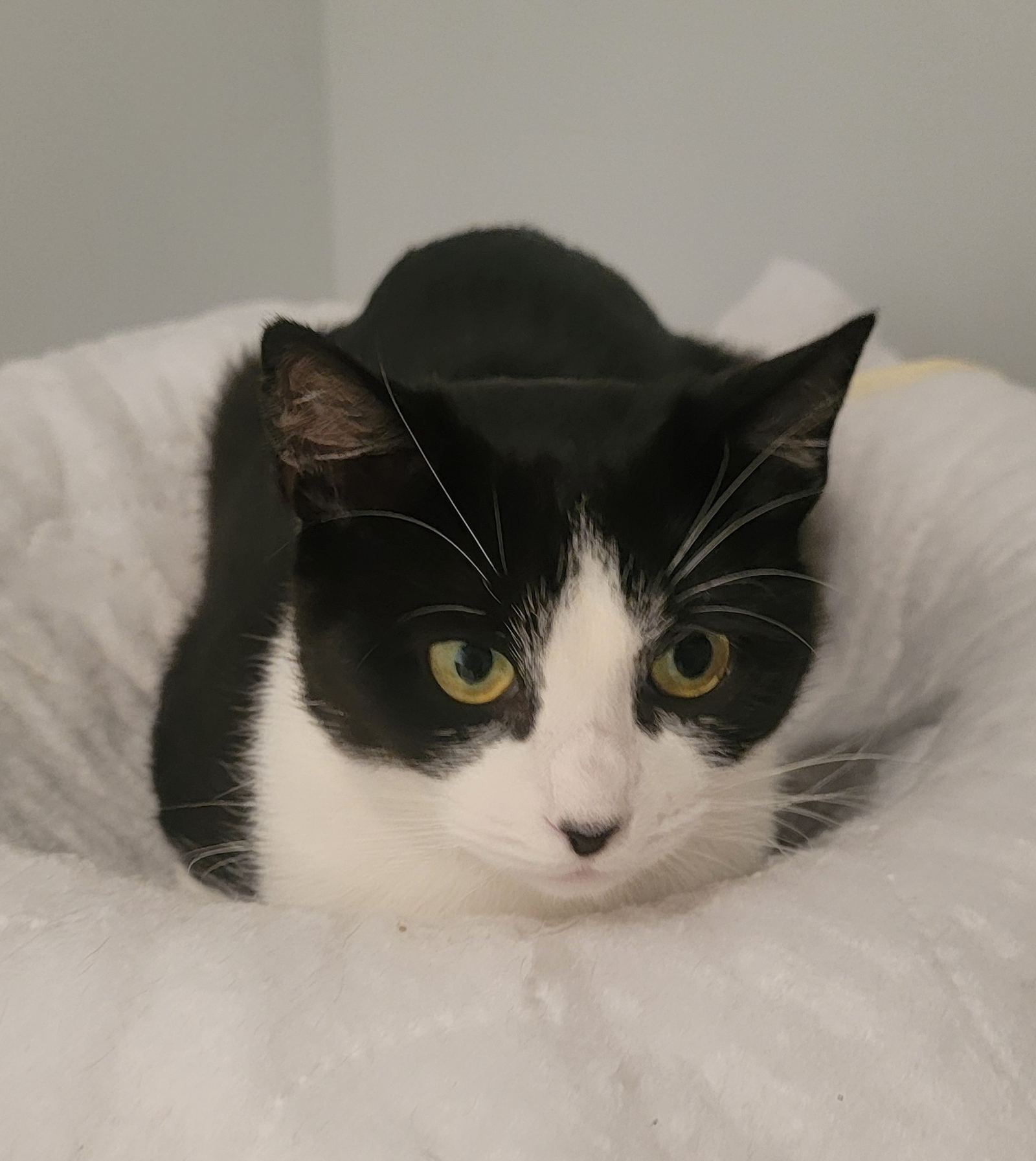 adoptable Cat in Rockaway, NJ named Biscuit KITTEN