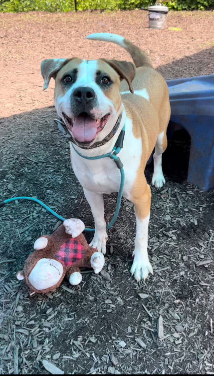 adoptable Dog in Rockaway, NJ named Romello Lizman