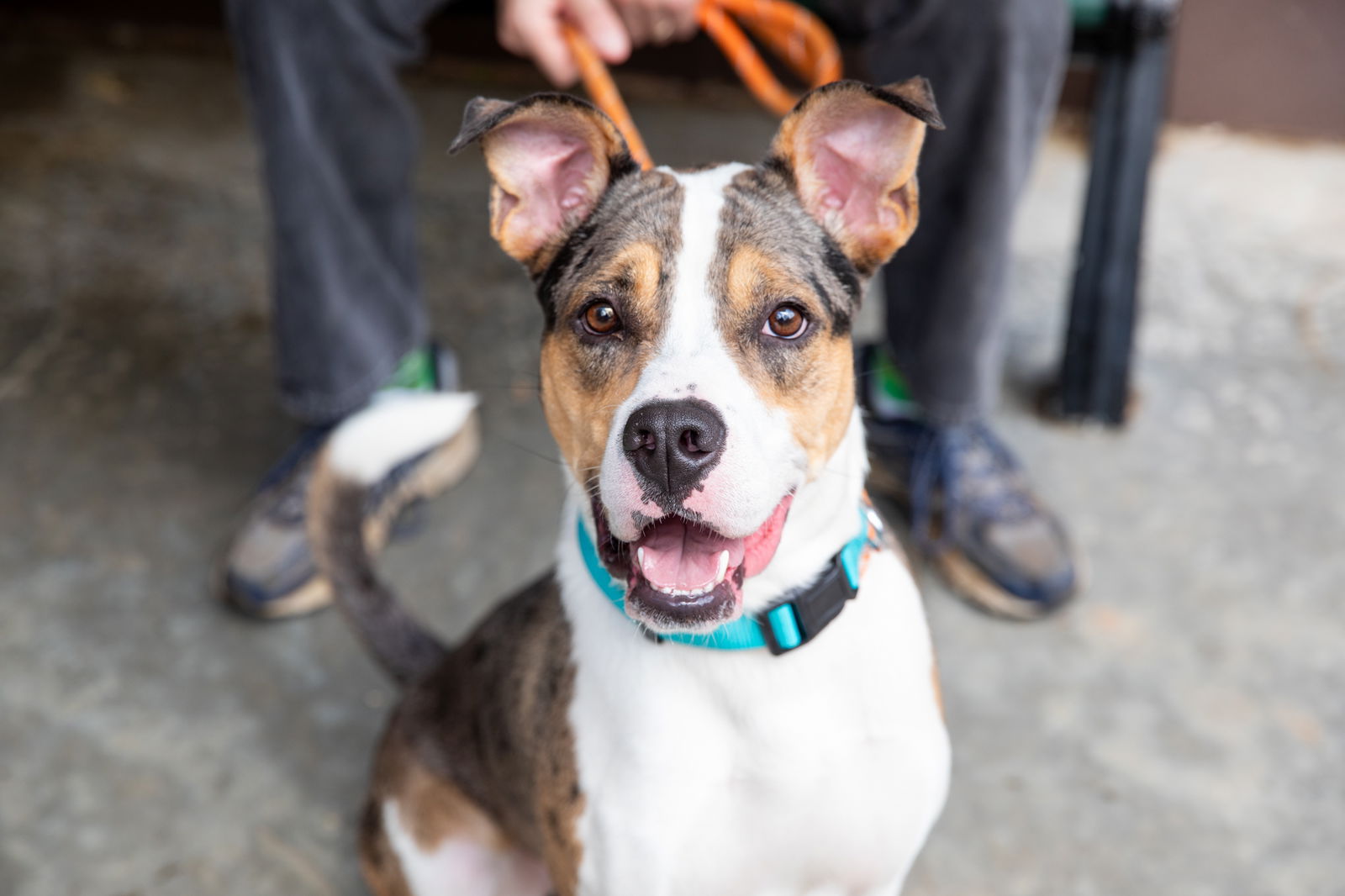 adoptable Dog in Rockaway, NJ named SeaBiscuit Lizman