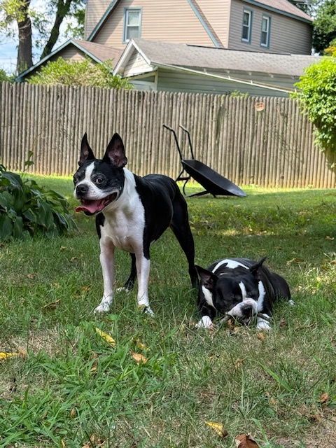 adoptable Dog in Rockaway, NJ named XP - Dexi and Lily BONDED PAIR