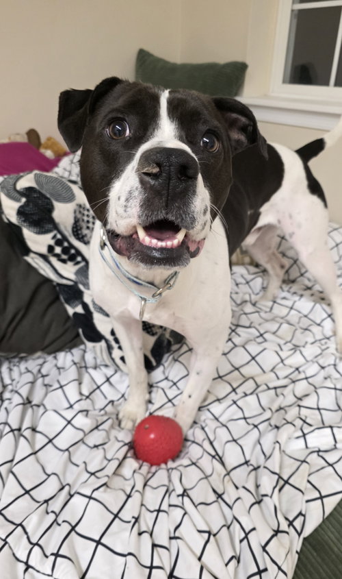 COOPER LIZMAN - Pointer / Labrador Retriever available for adoption