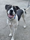 adoptable Dog in Rockaway, NJ named Cooper Lizman