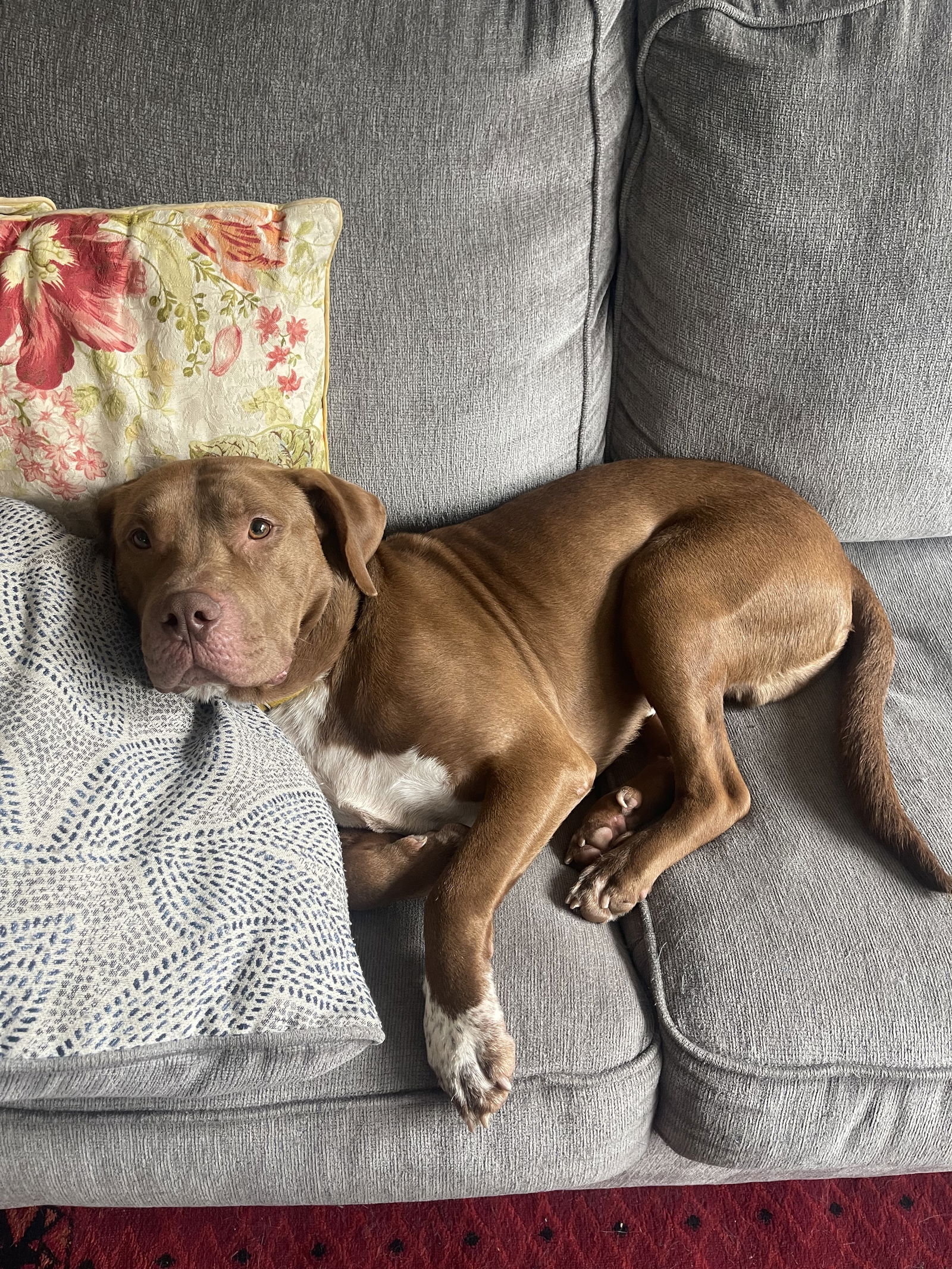 adoptable Dog in Rockaway, NJ named Orrelo Lizman