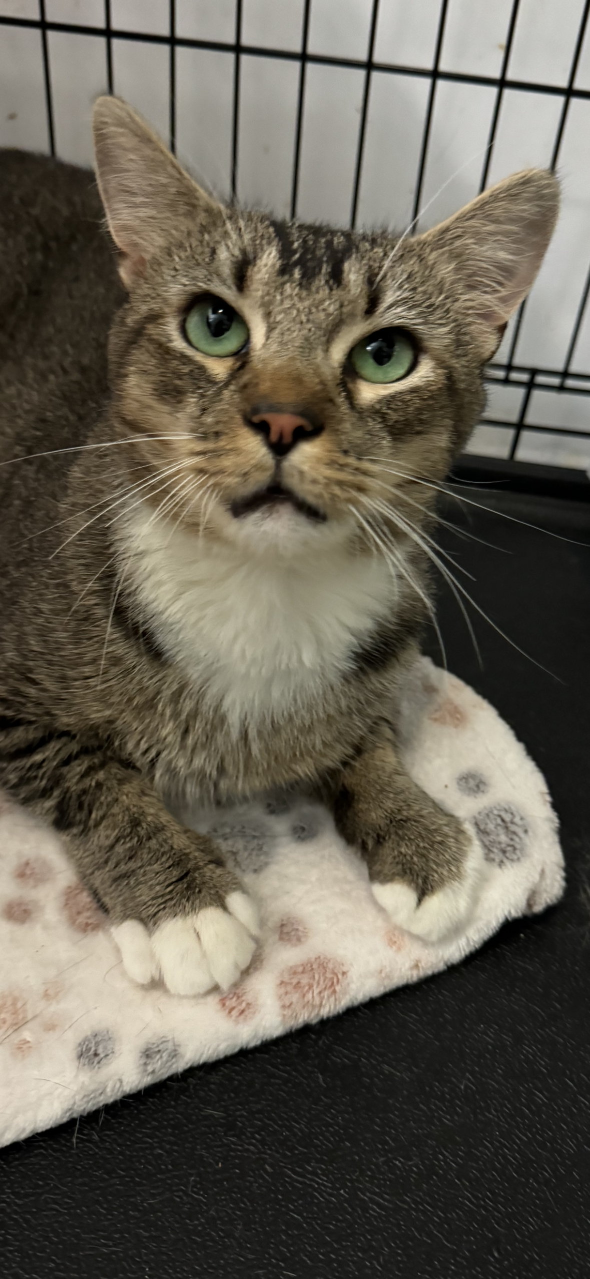 adoptable Cat in Rockaway, NJ named Nimbus