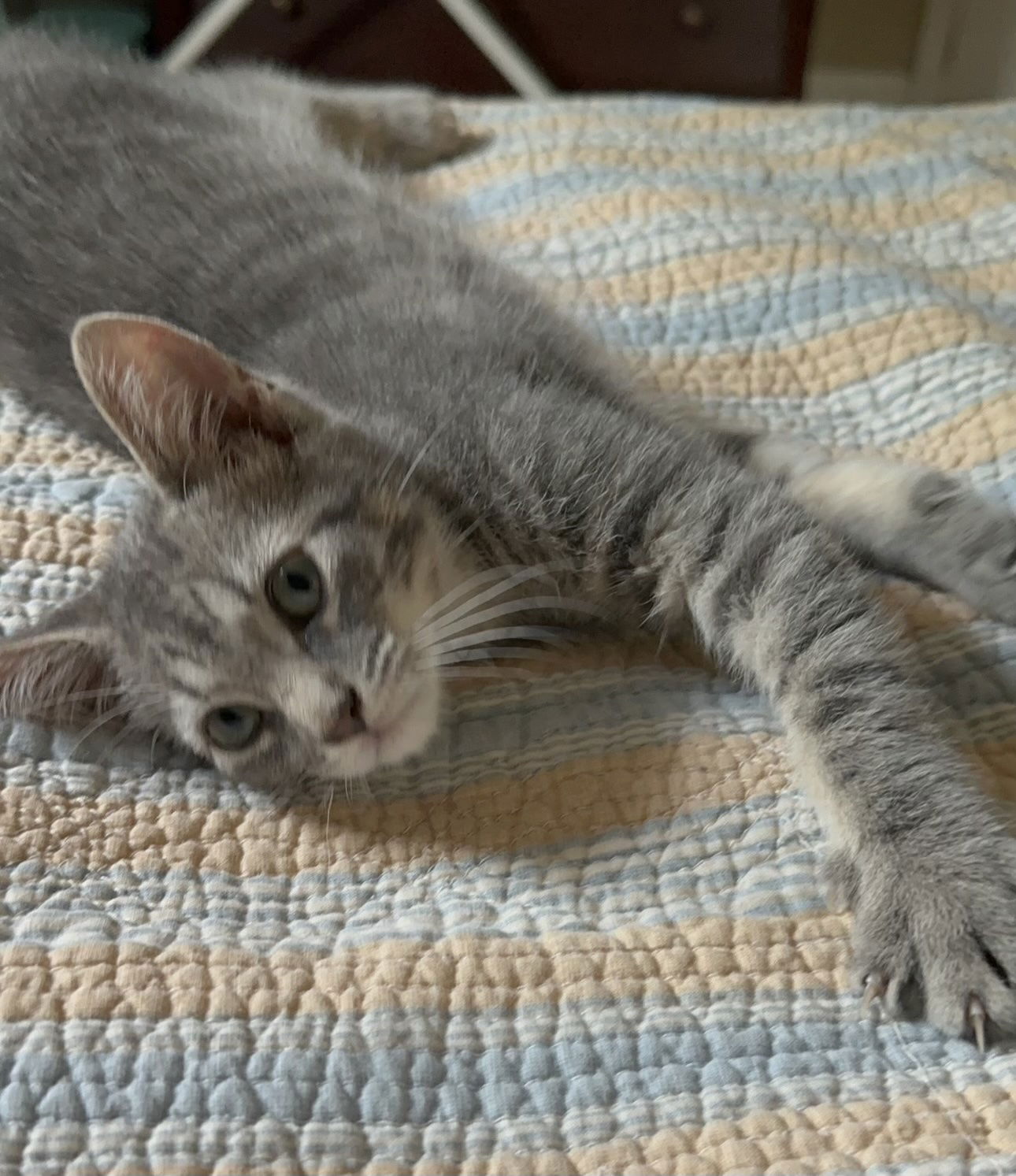 adoptable Cat in Rockaway, NJ named Cosby KITTEN