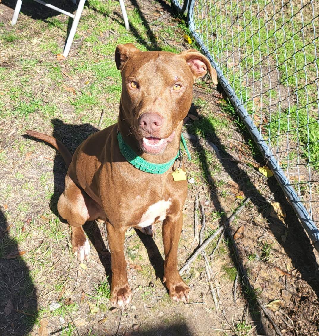 adoptable Dog in Rockaway, NJ named Iggy Lizman