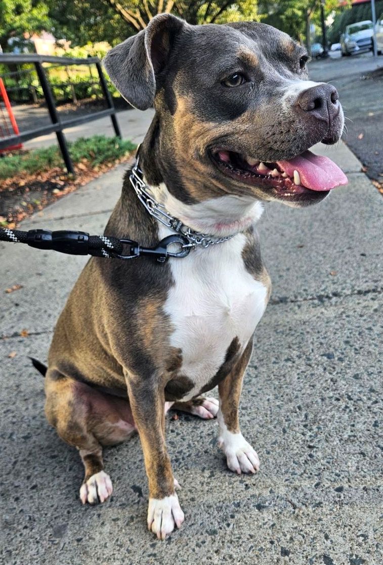 adoptable Dog in Rockaway, NJ named XP Tasha - Troy, NY