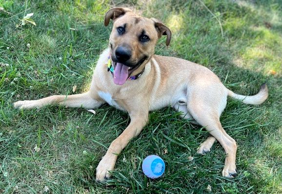 adoptable Dog in Randolph, NJ named XP Bruce - West Long Branch, NJ