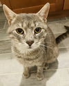 adoptable Cat in Rockaway, NJ named Silk