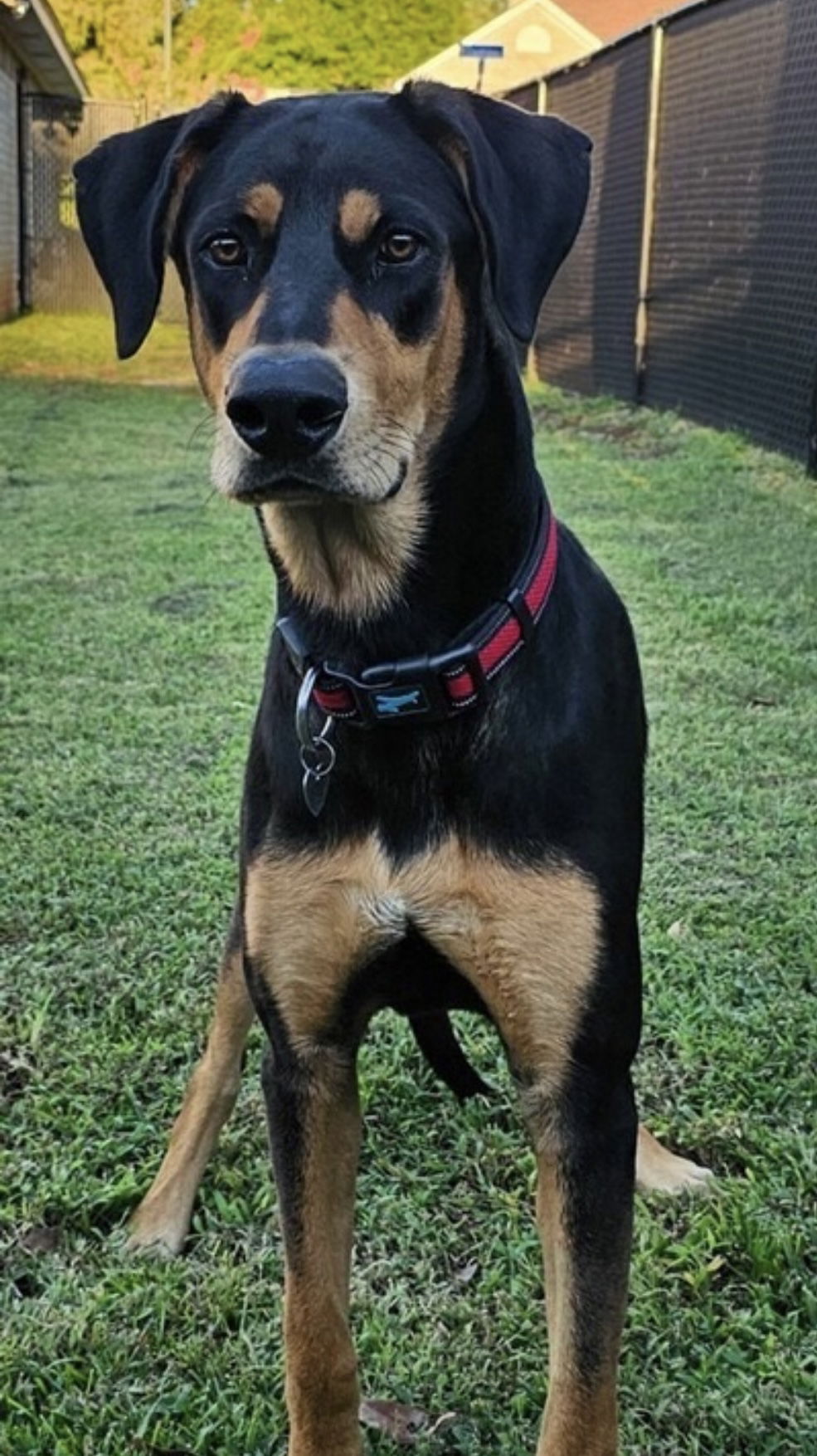 adoptable Dog in Rockaway, NJ named Ollie Lonestar