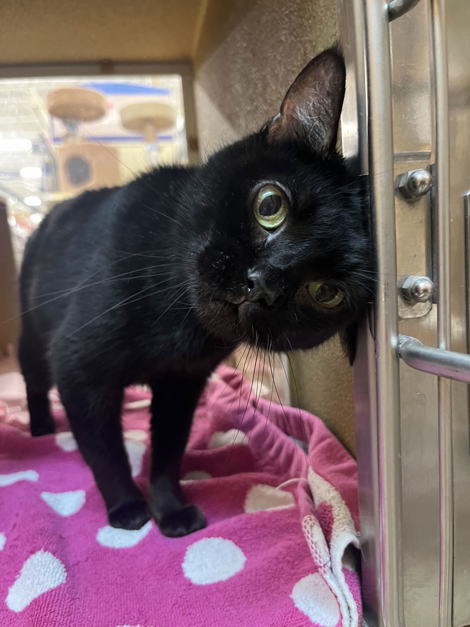 adoptable Cat in Rockaway, NJ named Hei Hei RPS