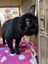 adoptable Cat in Rockaway, NJ named Hei Hei RPS