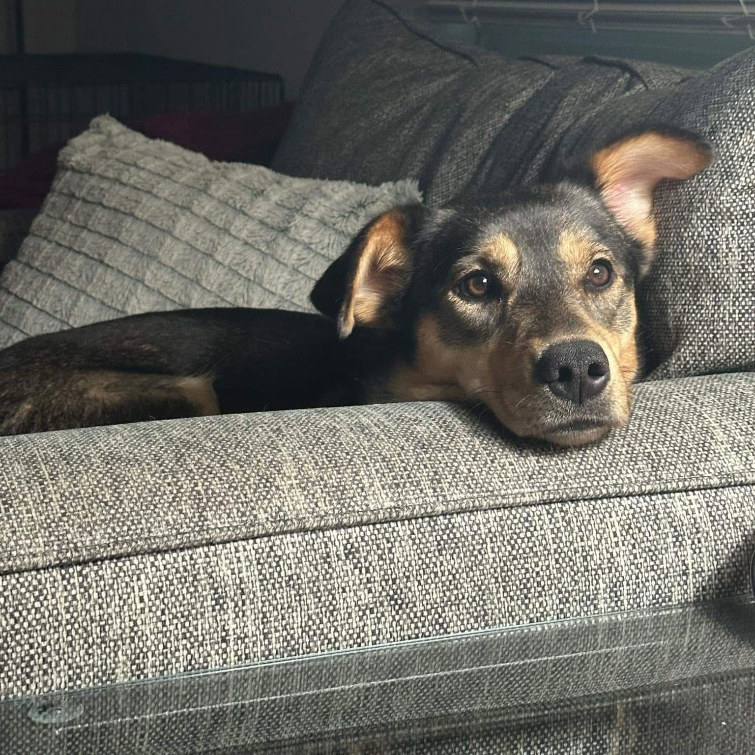 adoptable Dog in Rockaway, NJ named Shelby Barkville