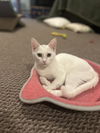 adoptable Cat in Rockaway, NJ named Aphrodite