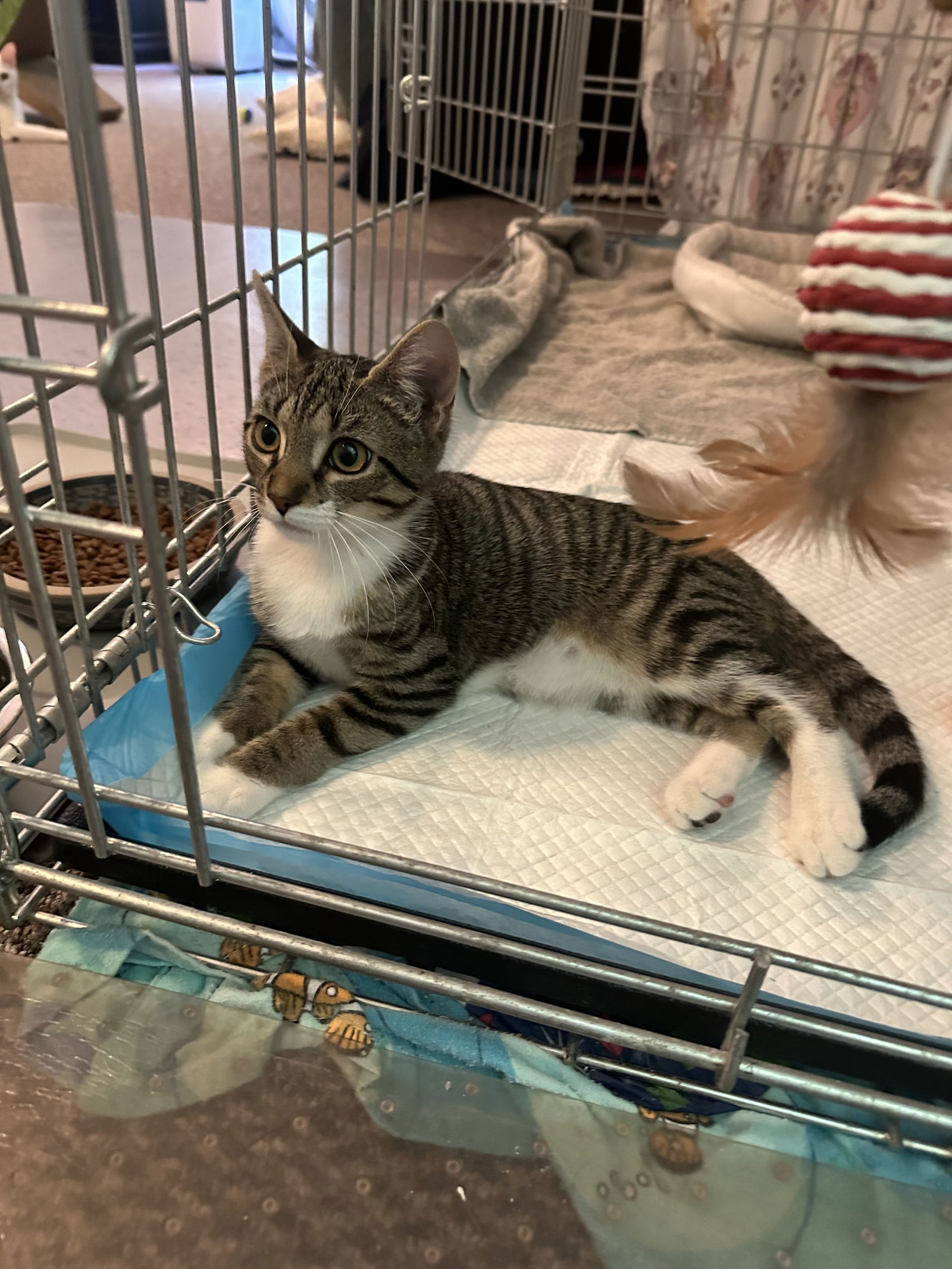 adoptable Cat in Rockaway, NJ named Aphrodite's Calypso KITTEN