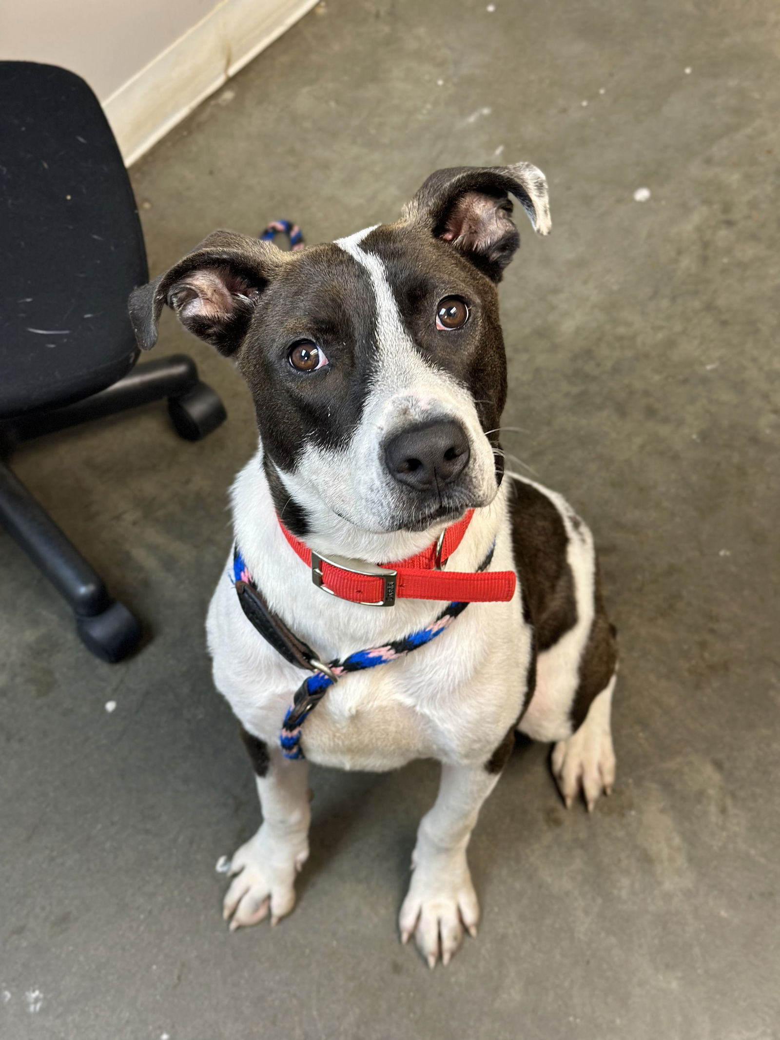 adoptable Dog in Rockaway, NJ named Doc GCH