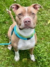 adoptable Dog in Rockaway, NJ named Kano Athens