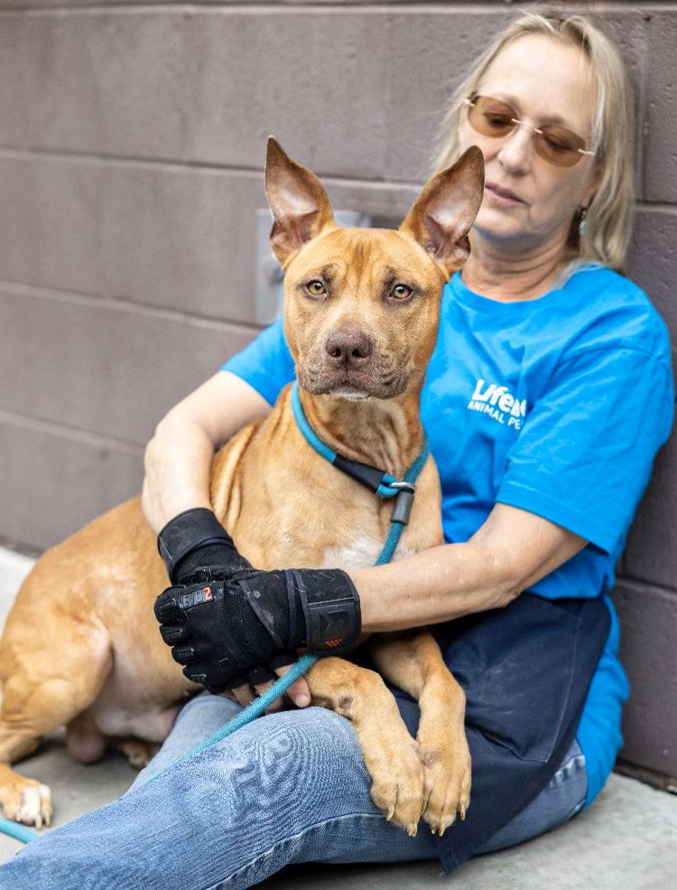 adoptable Dog in Rockaway, NJ named Dodger Lizman