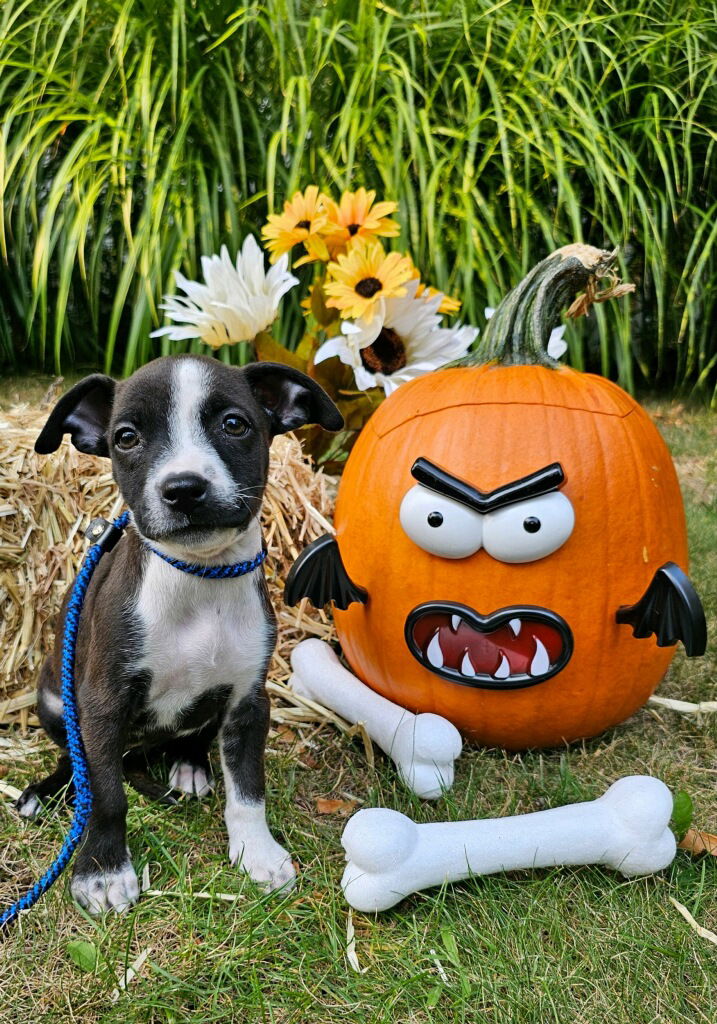 adoptable Dog in Randolph, NJ named Poppy Seed Bagel