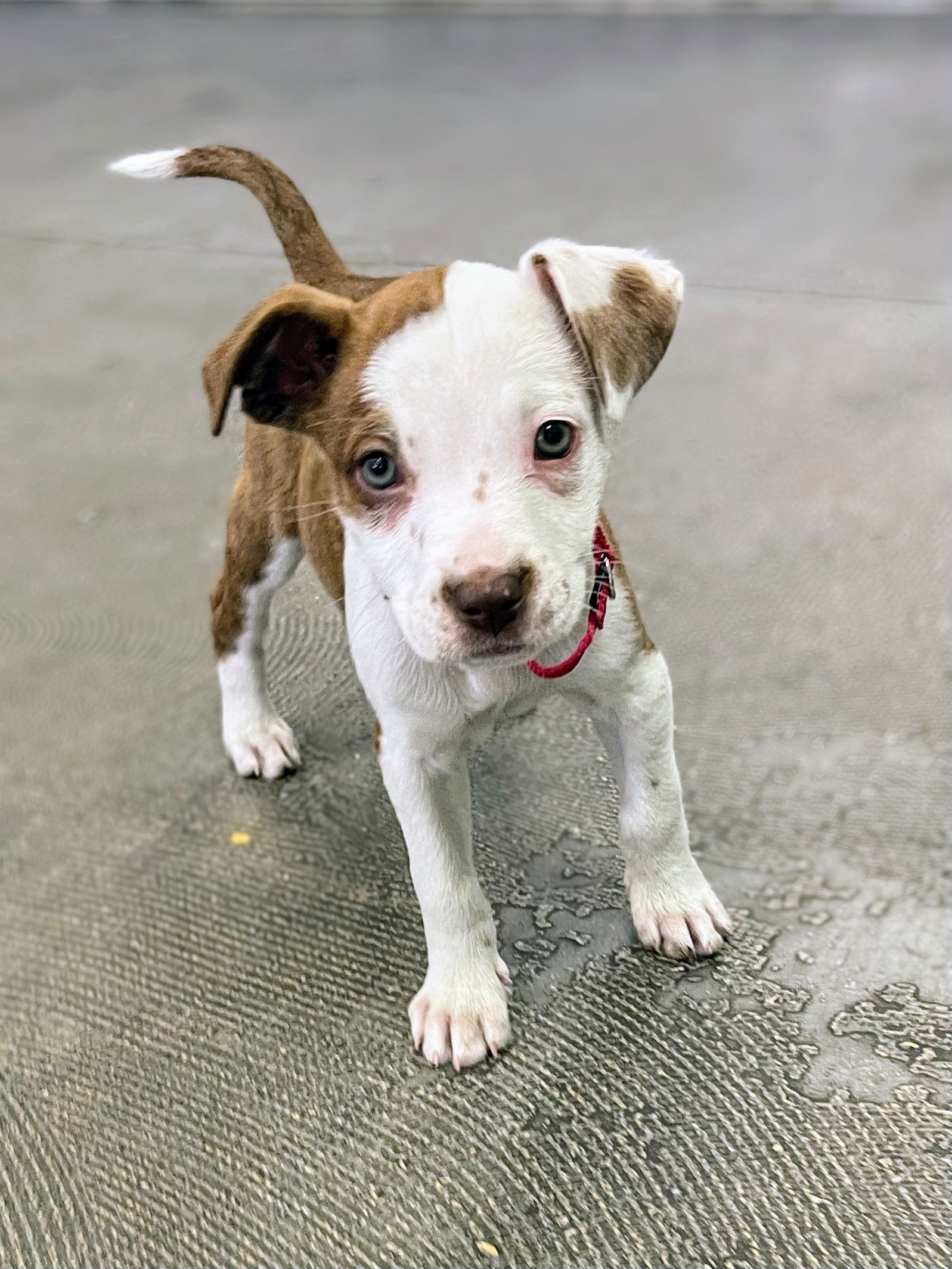 adoptable Dog in Randolph, NJ named Sesame Bagel